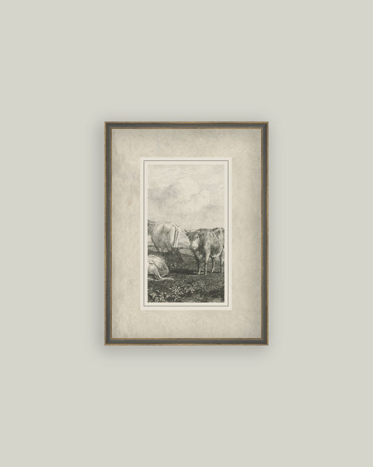Cattle Sketch