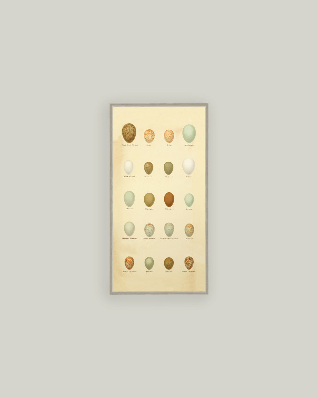 Color of Eggs