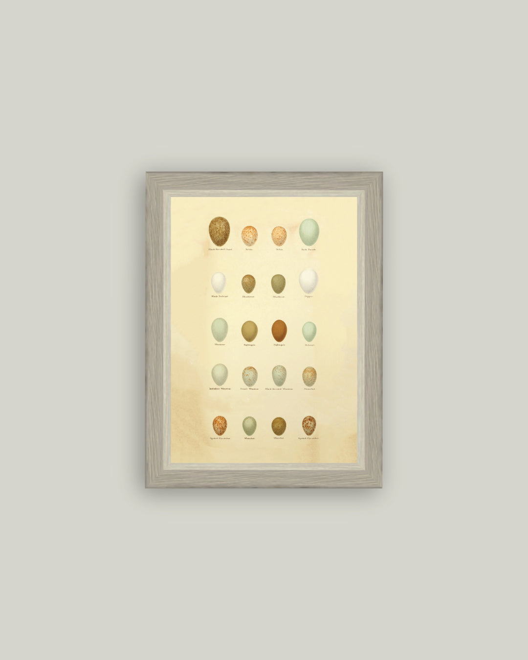 Color of Eggs