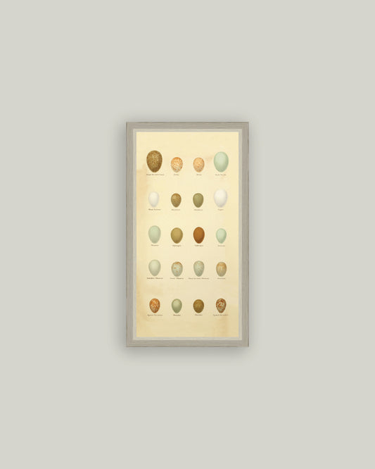 Color of Eggs