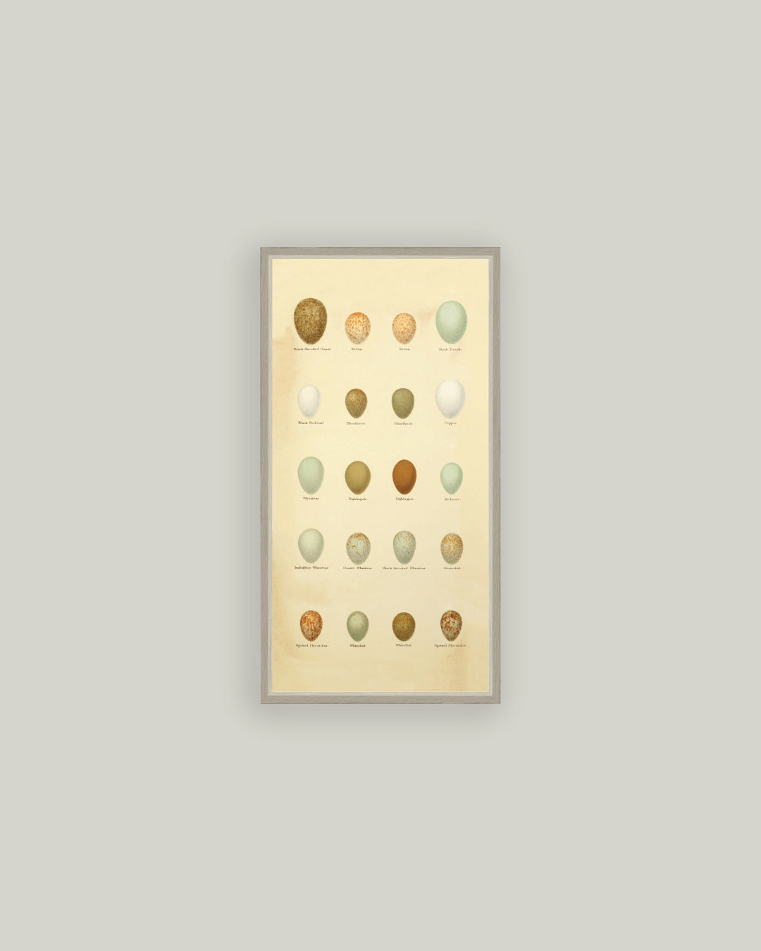 Color of Eggs