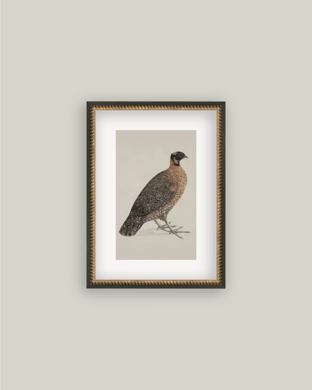 Crimson Horned Pheasant