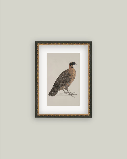Crimson Horned Pheasant