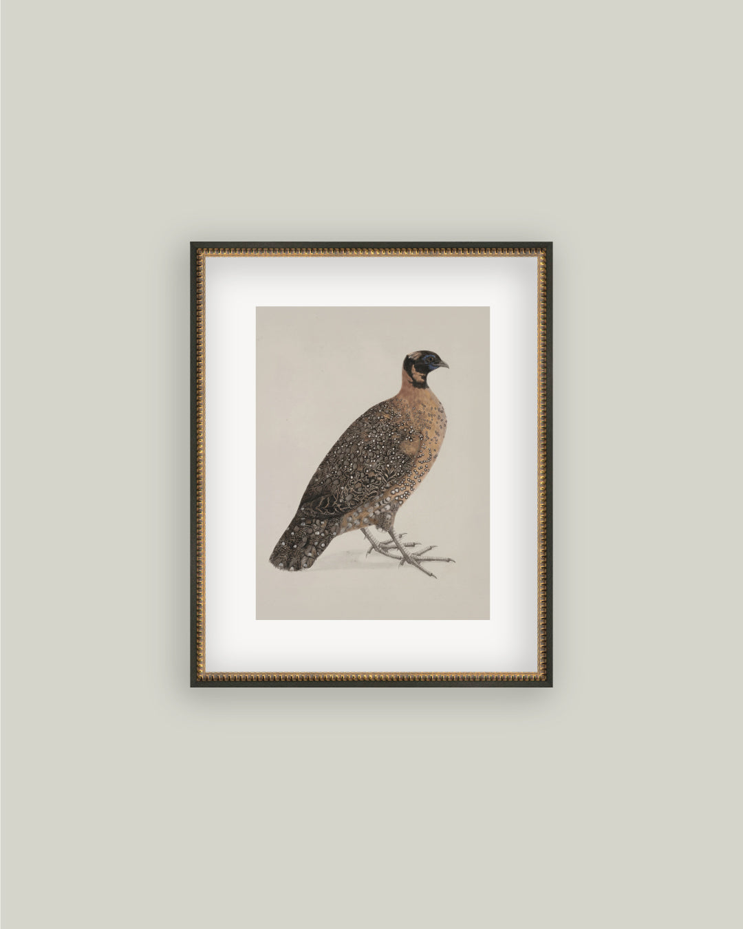 Crimson Horned Pheasant