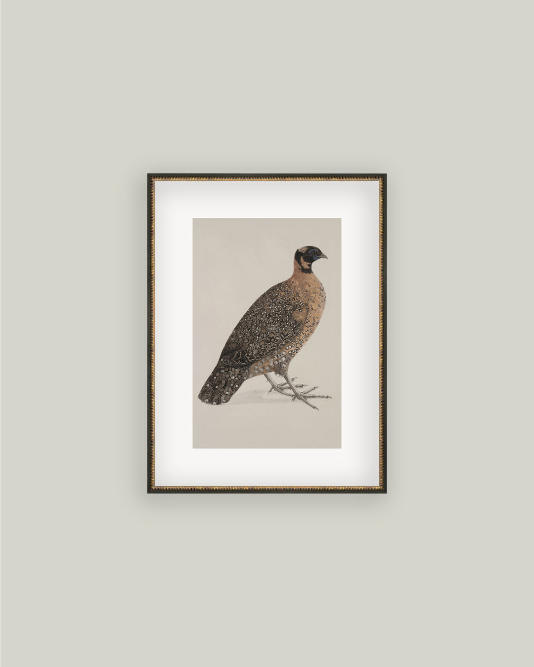 Crimson Horned Pheasant