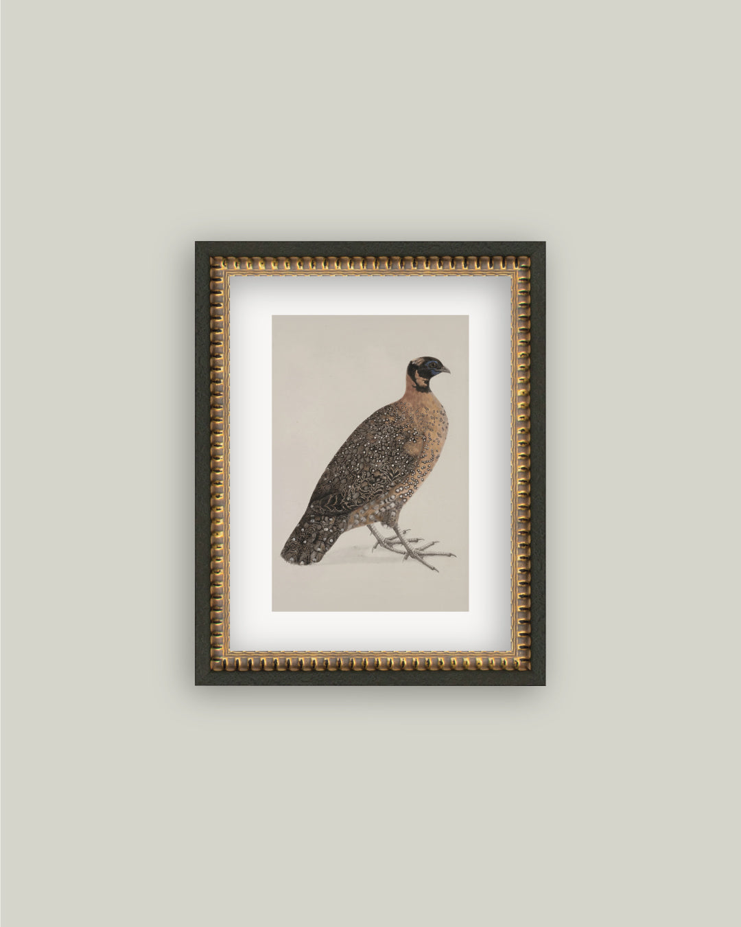 Crimson Horned Pheasant