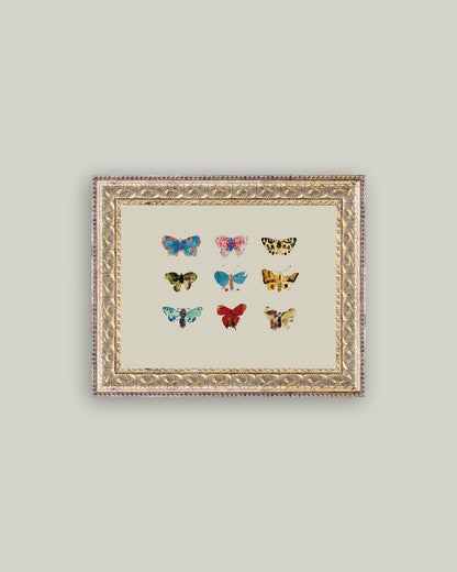 Colorful Butterflies