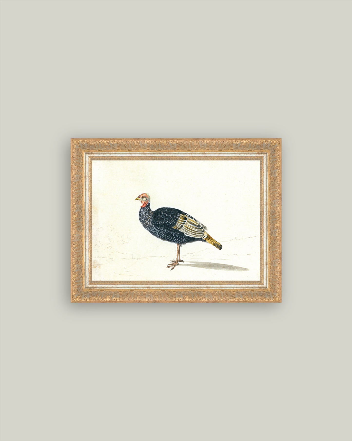 Study of Black Turkey Hen