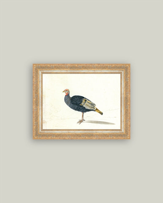 Study of Black Turkey Hen