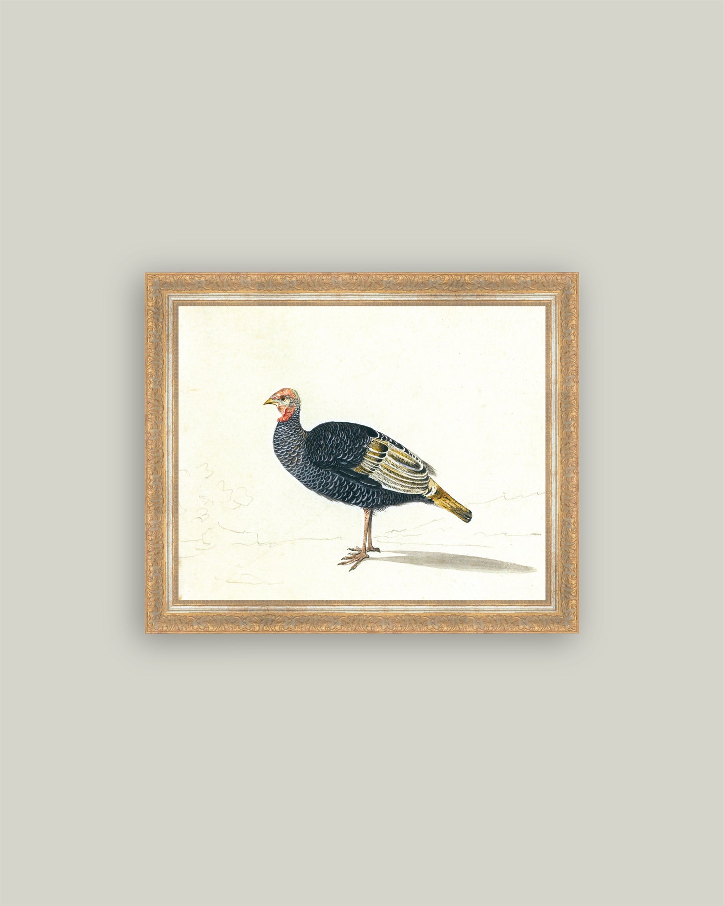 Study of Black Turkey Hen