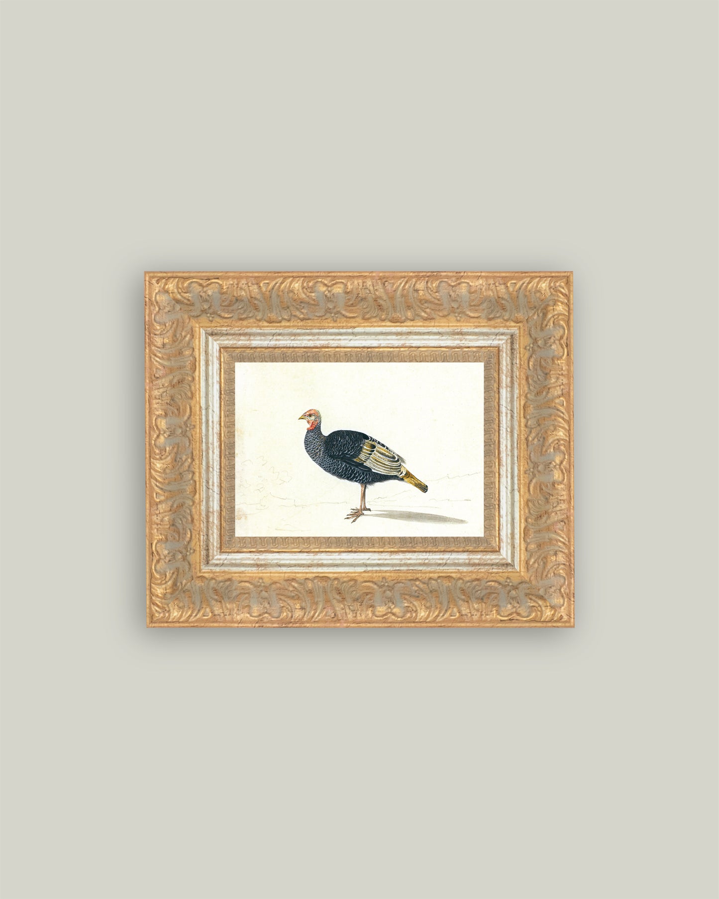 Study of Black Turkey Hen
