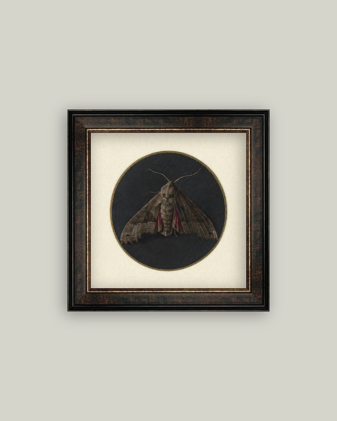 Dark Moth