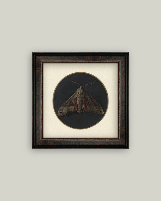 Dark Moth