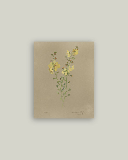 Flowering Yellow Plant Artist Board