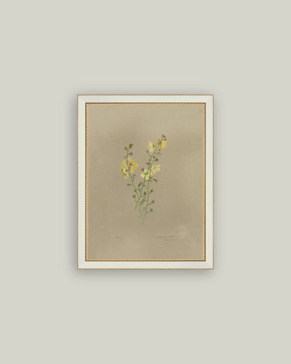 Flowering Yellow Plant