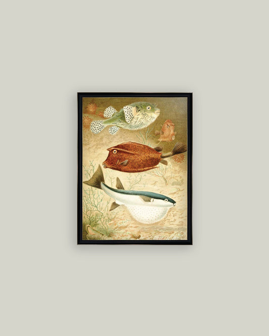 Globe Fish and Coffer Fish