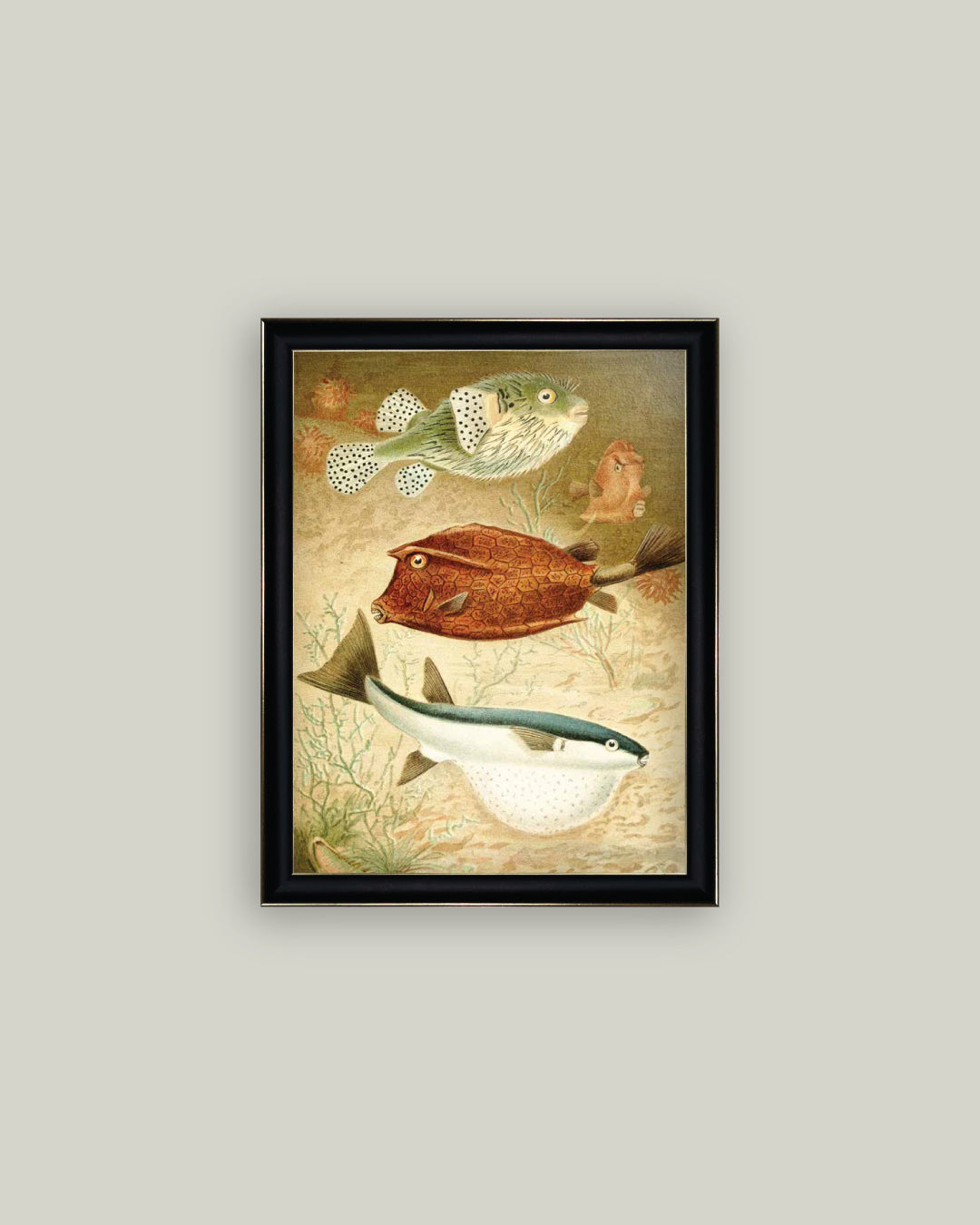 Globe Fish and Coffer Fish