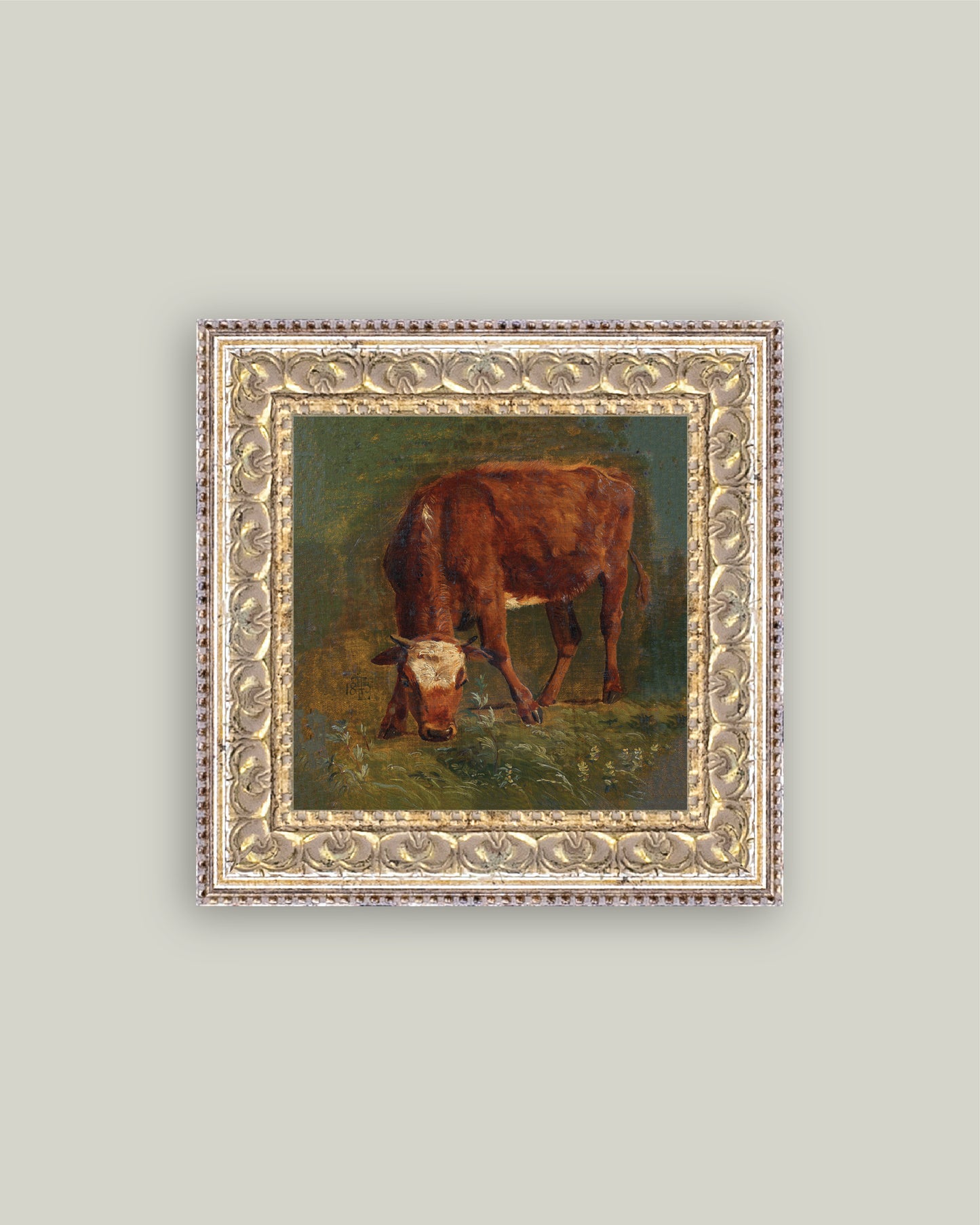 Grazing Red Heifer