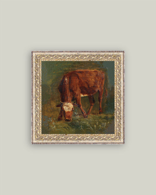 Grazing Red Heifer