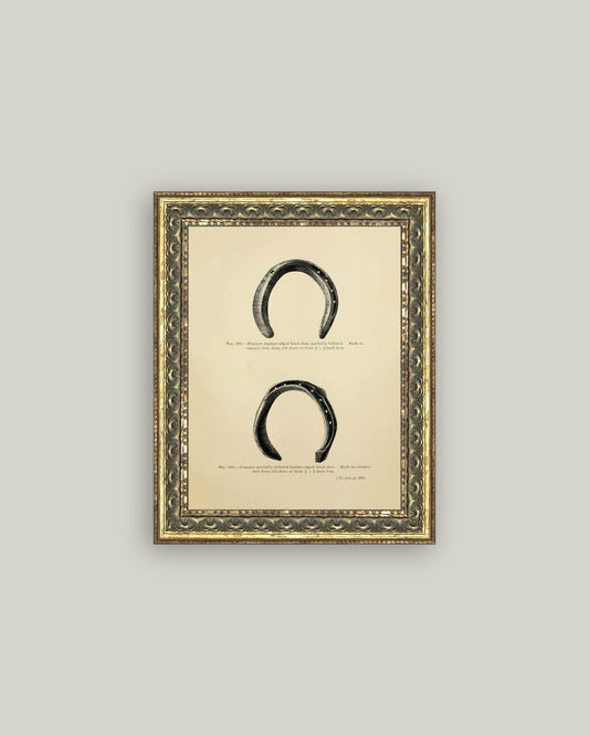 Horse Shoe Study