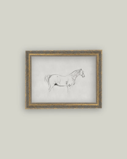 Horse Sketch