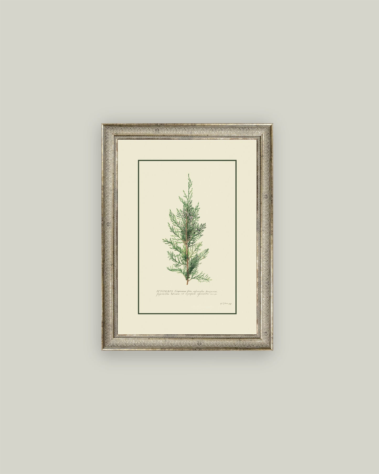 Juniperus