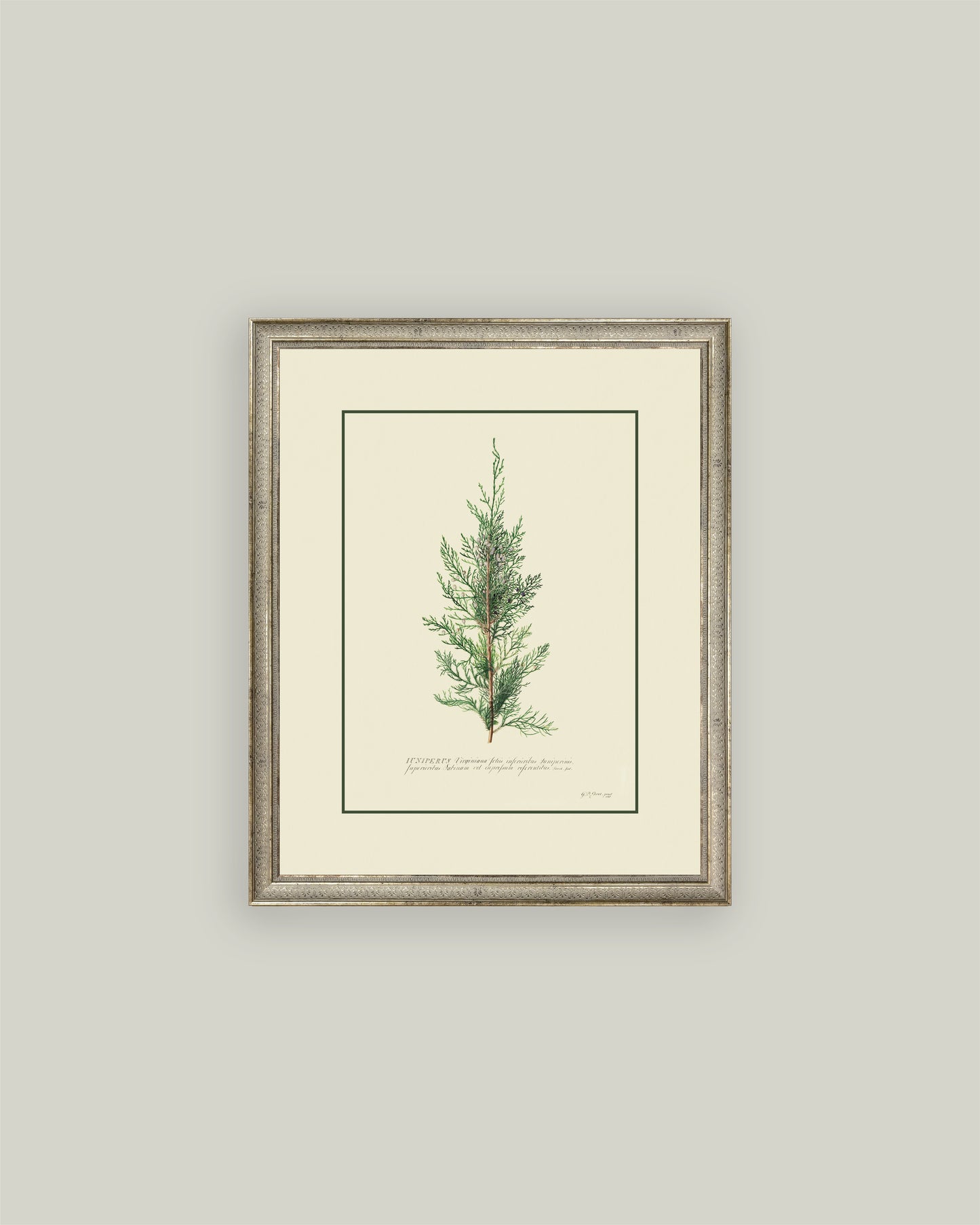 Juniperus