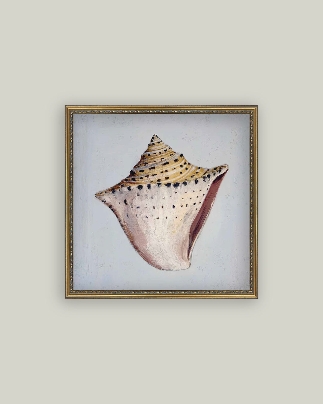 King Helmet Seashell