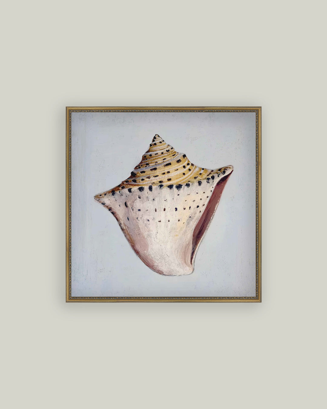 King Helmet Seashell