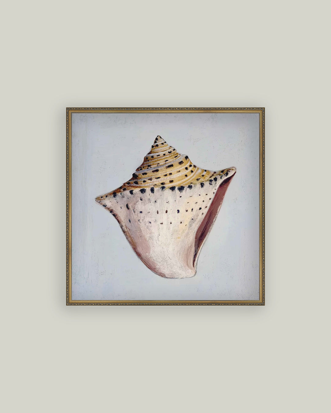 King Helmet Seashell
