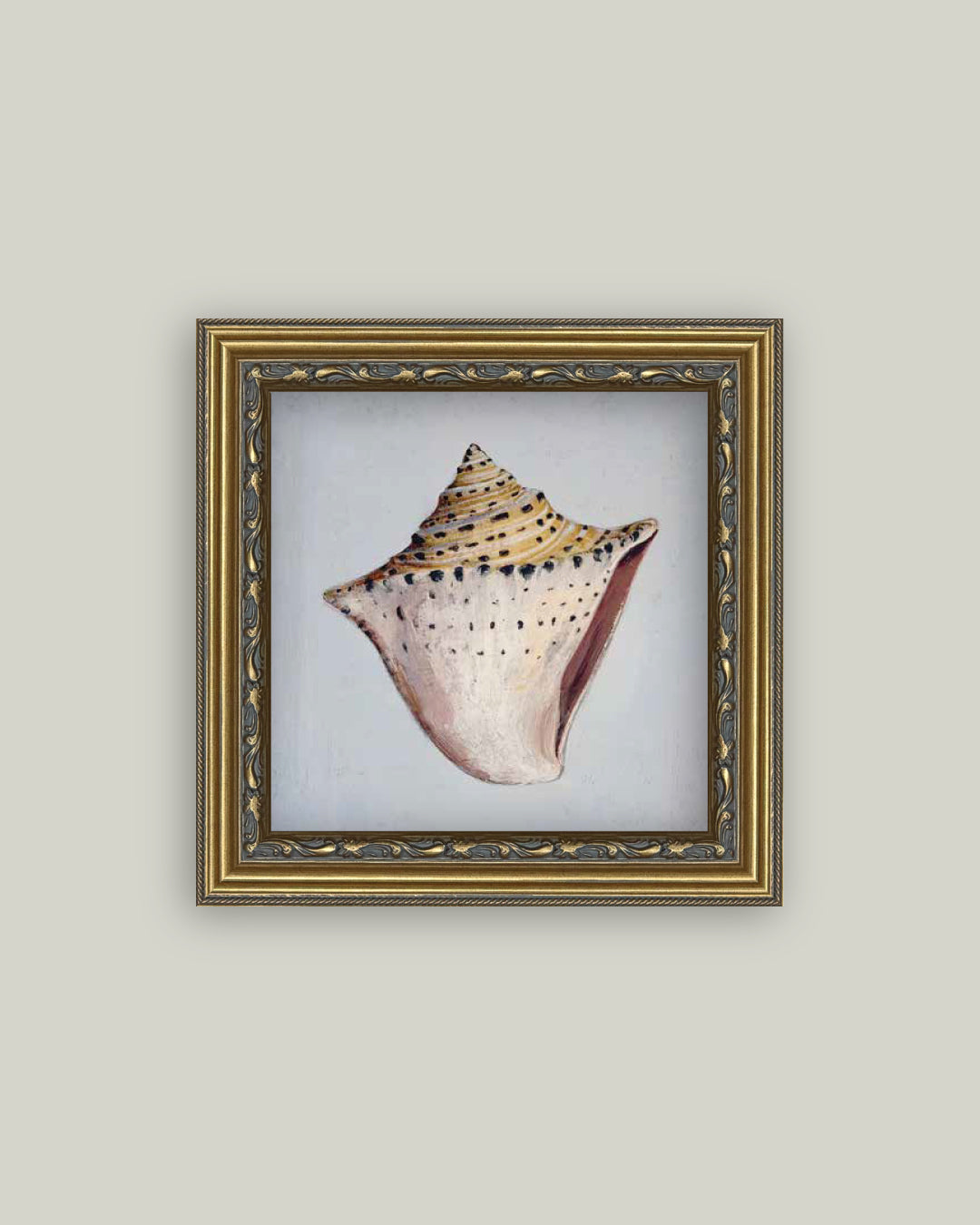 King Helmet Seashell