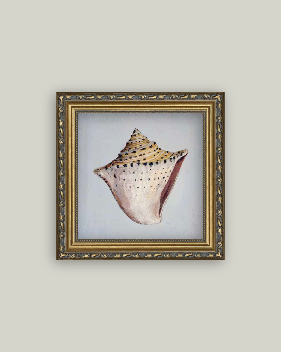 King Helmet Seashell