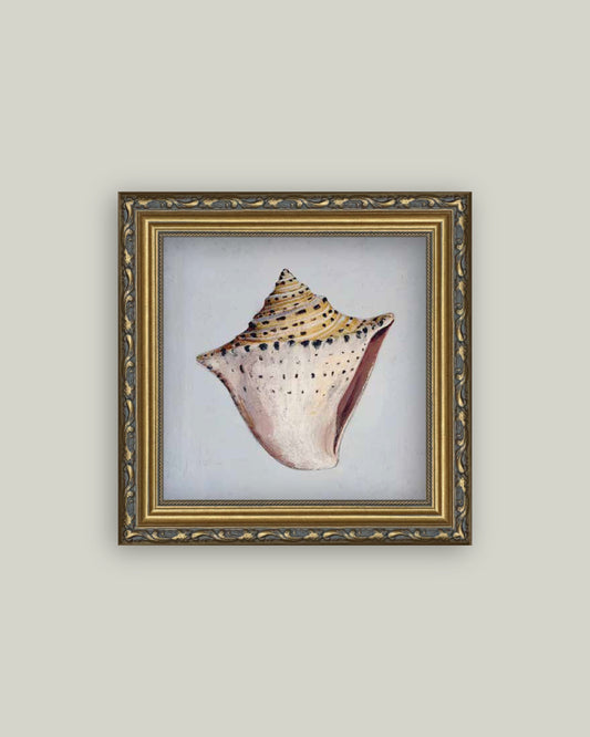 King Helmet Seashell