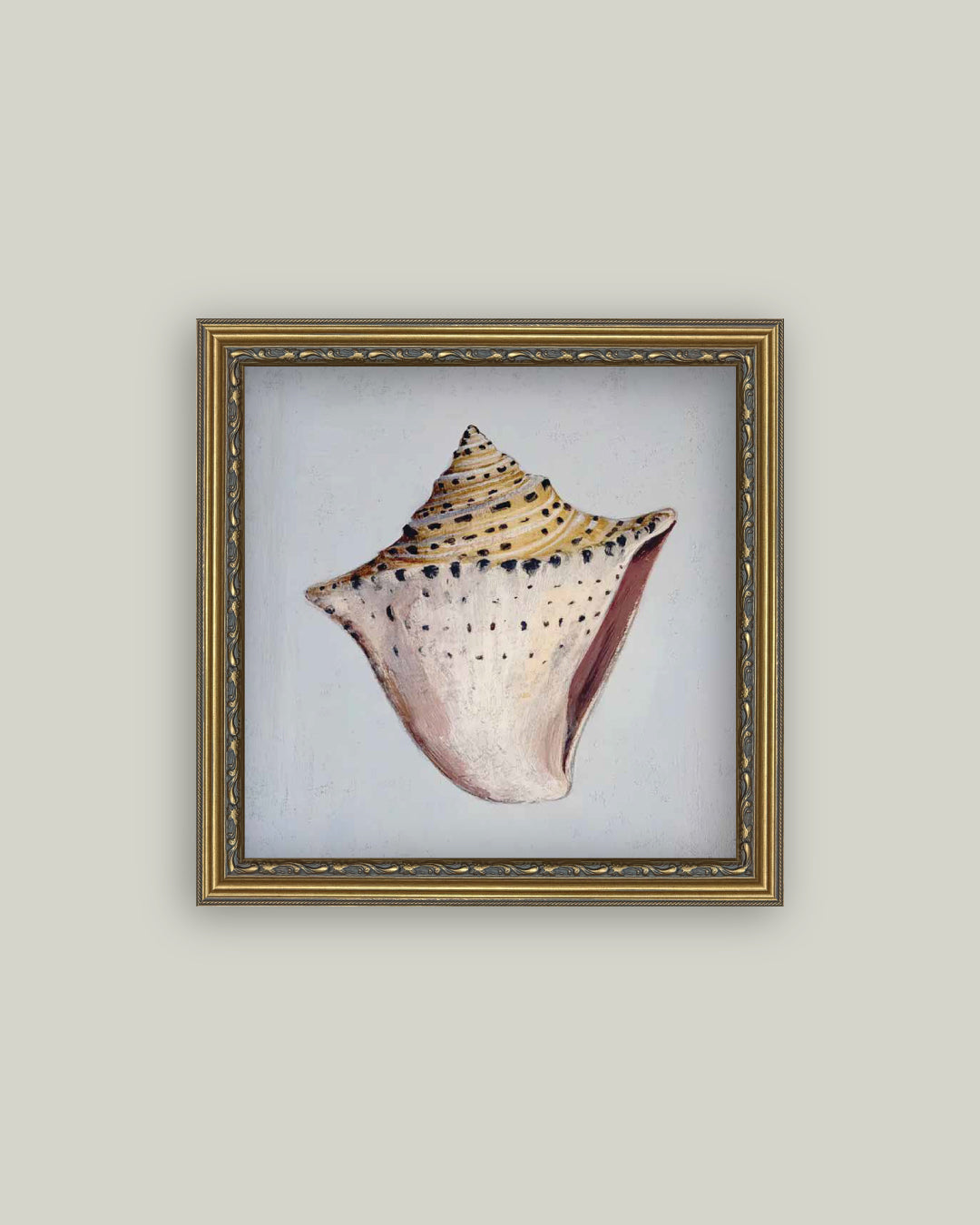 King Helmet Seashell