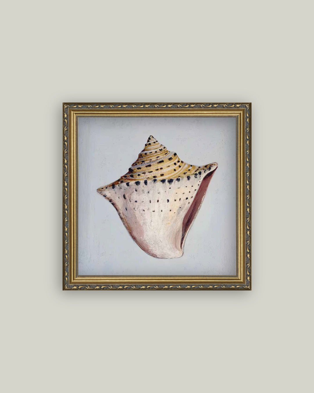 King Helmet Seashell