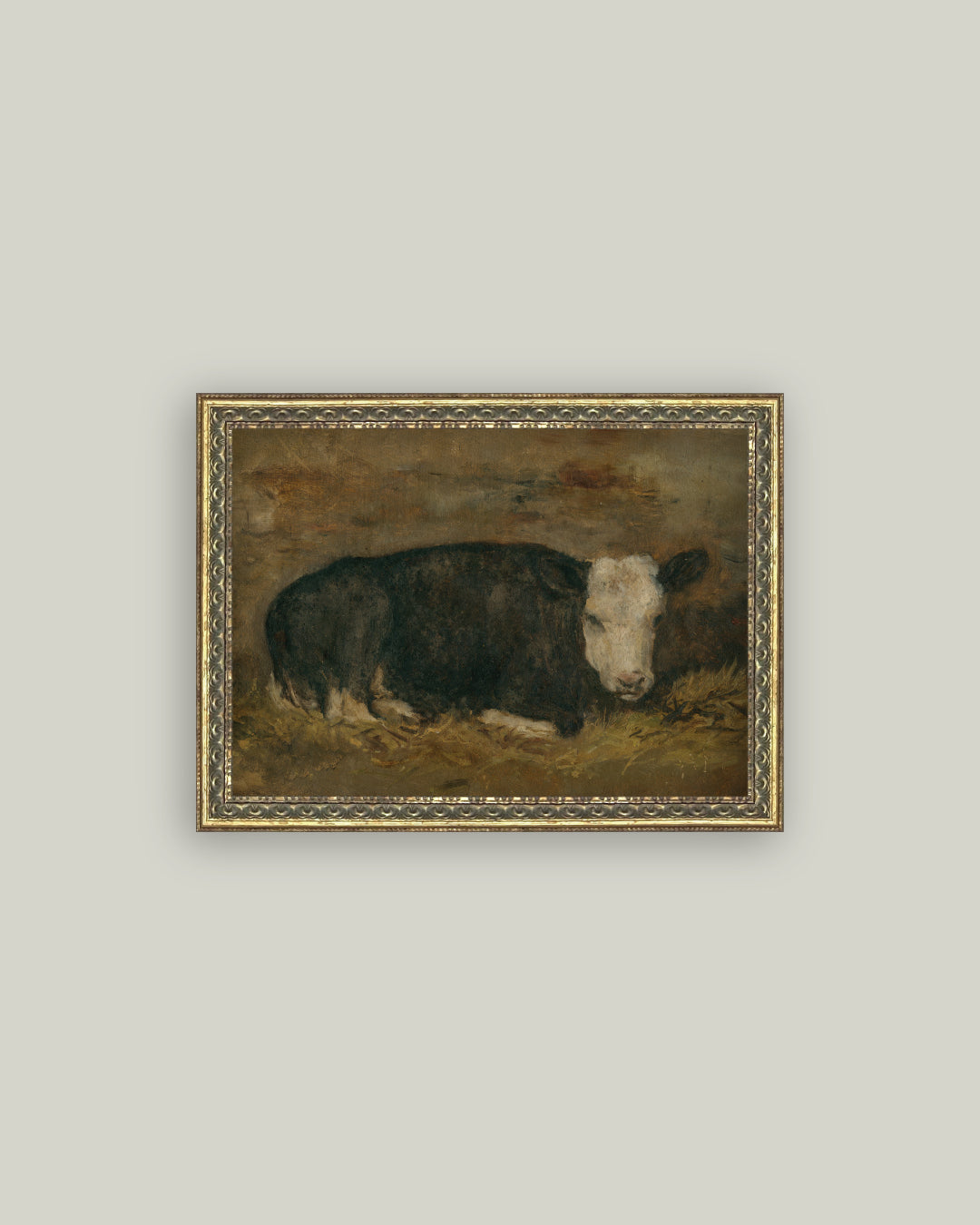 Lying Cow in Shed