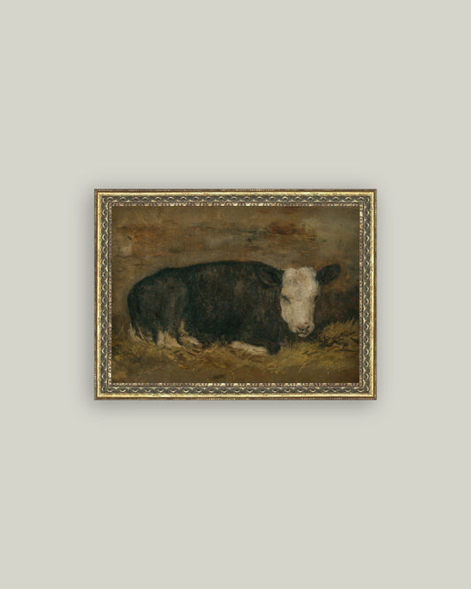 Lying Cow in Shed