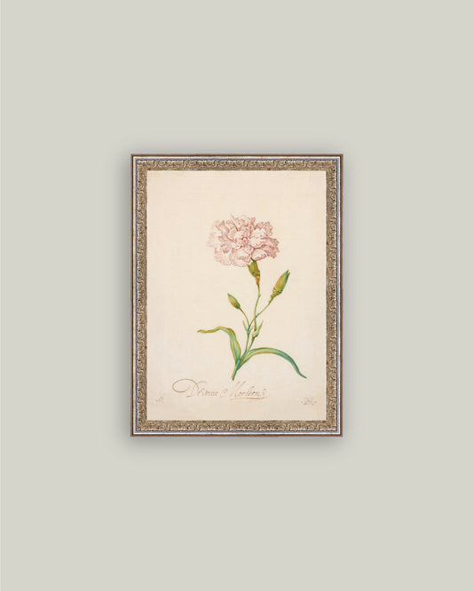 Pink Carnation