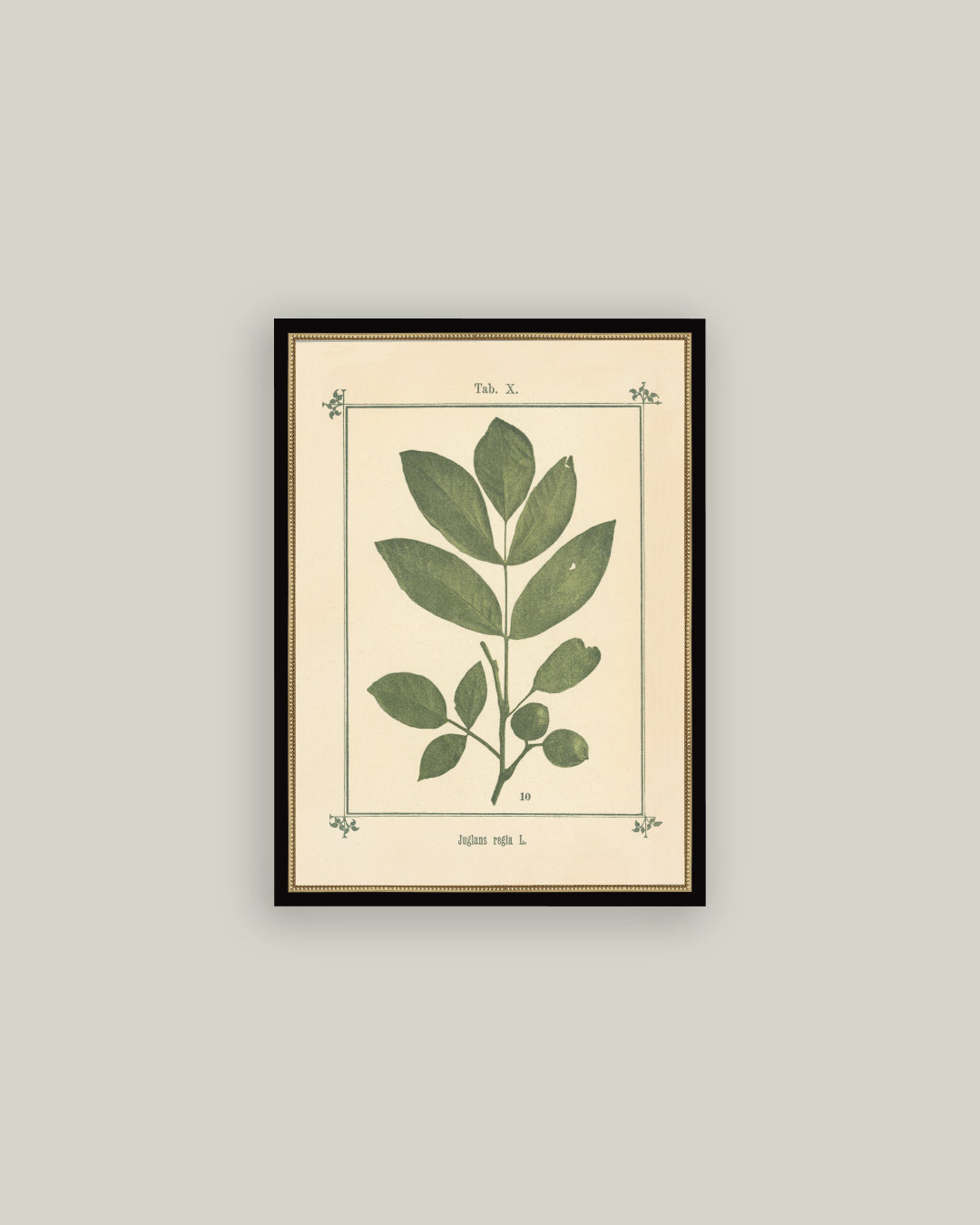 Plant Atlas