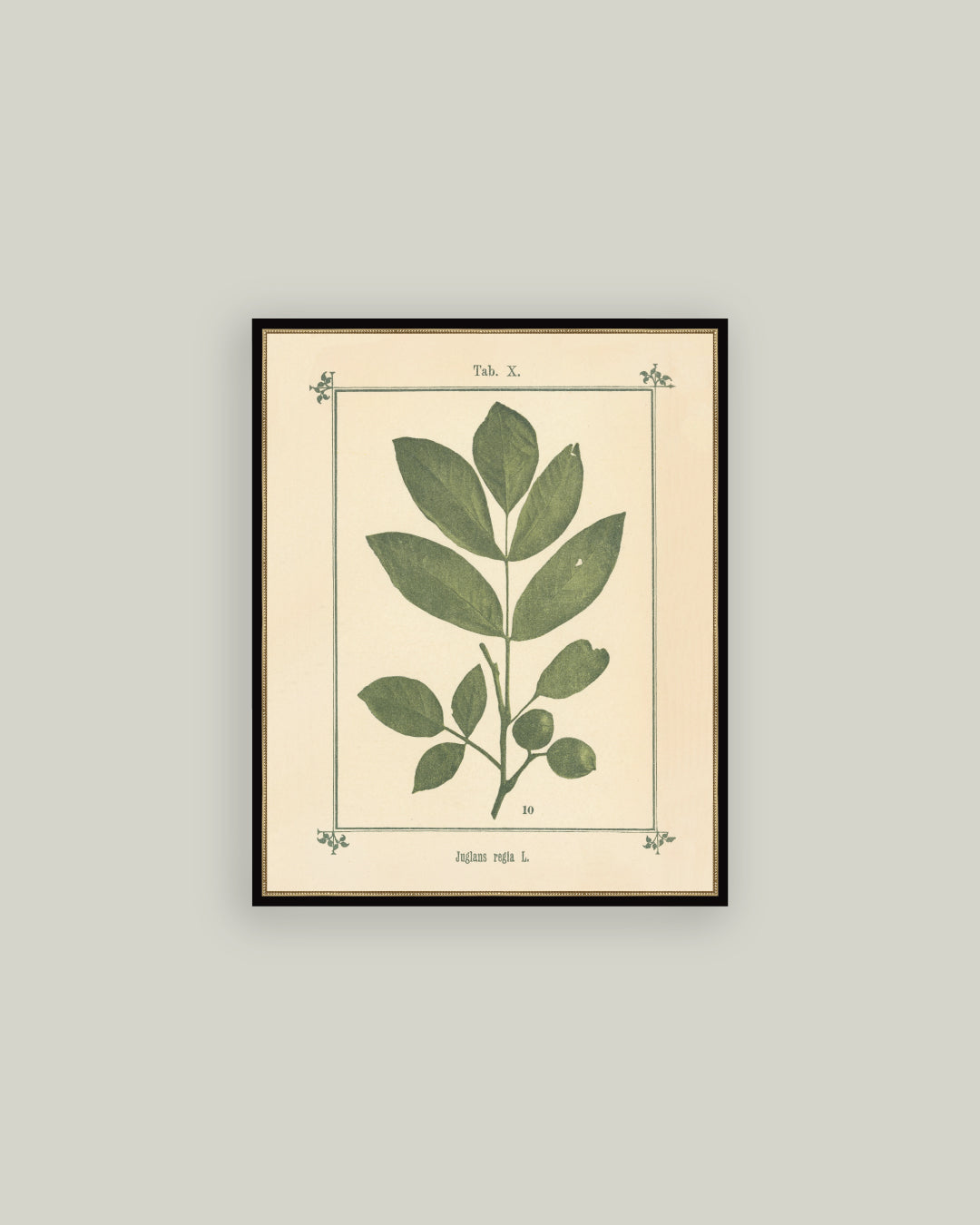 Plant Atlas