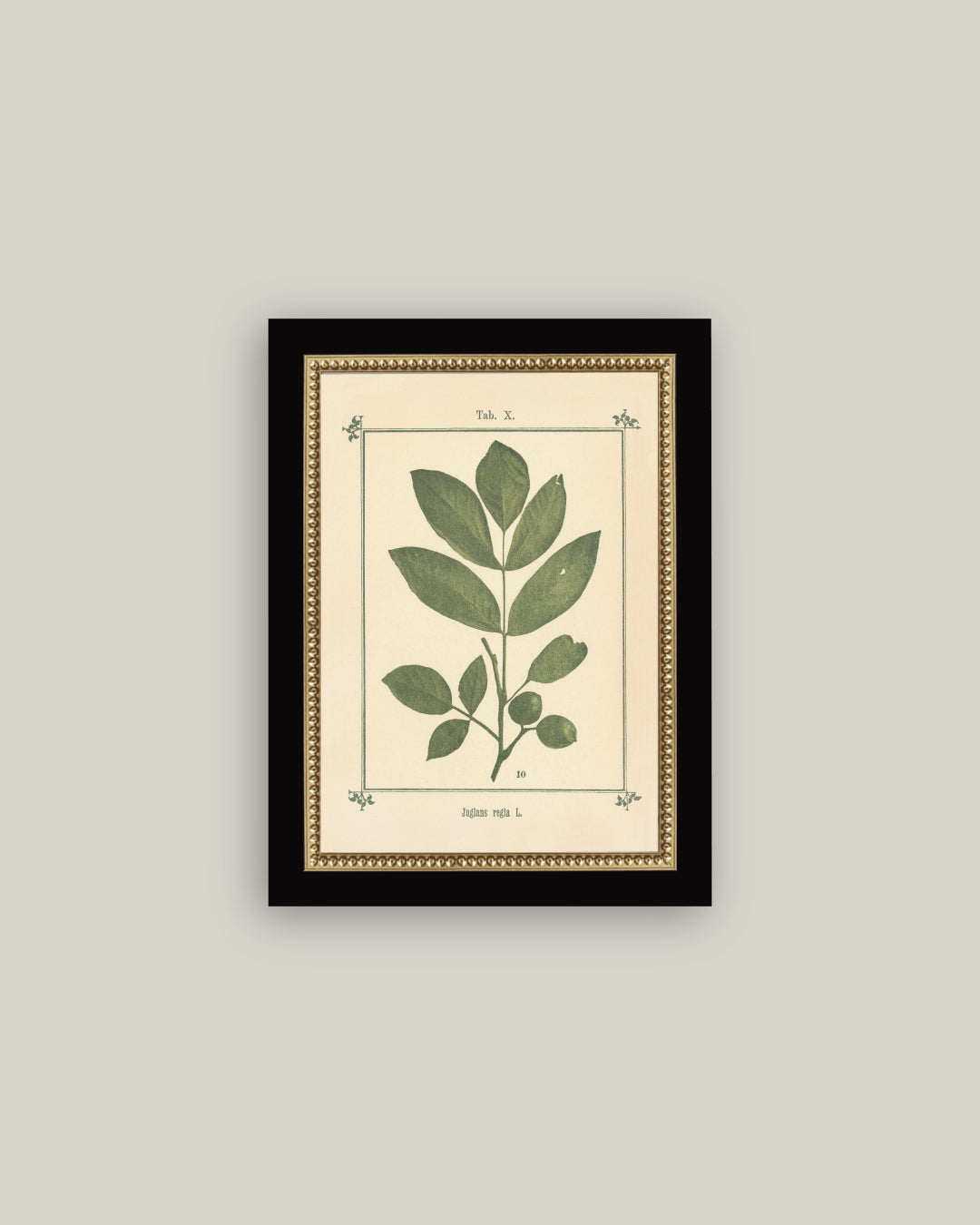 Plant Atlas