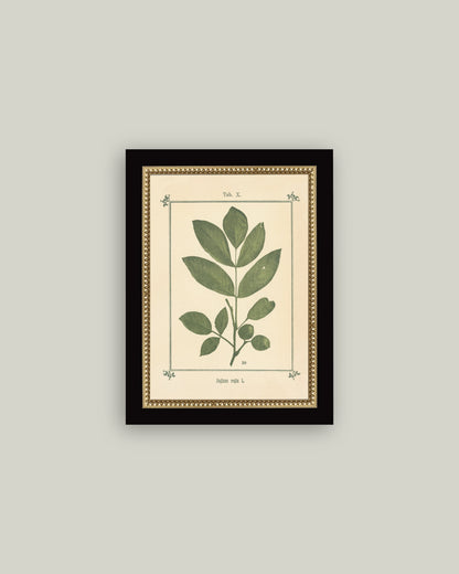 Plant Atlas
