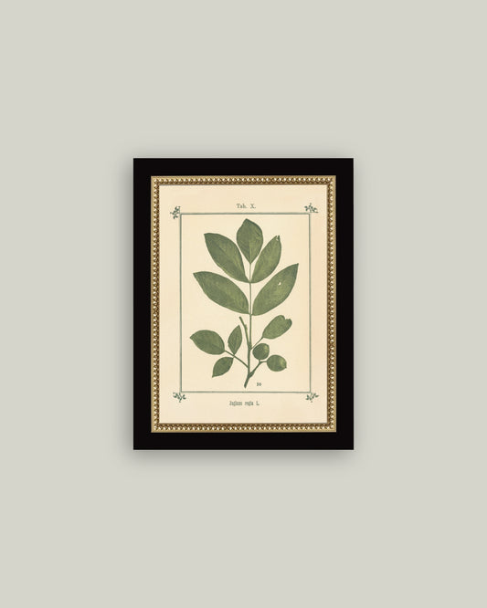 Plant Atlas