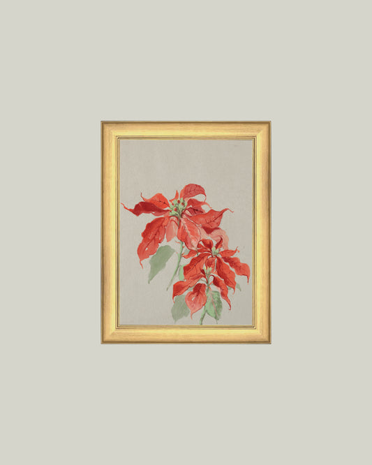Poinsettia