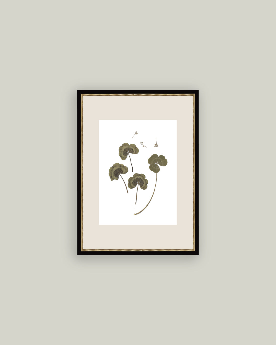 Pressed Clovers