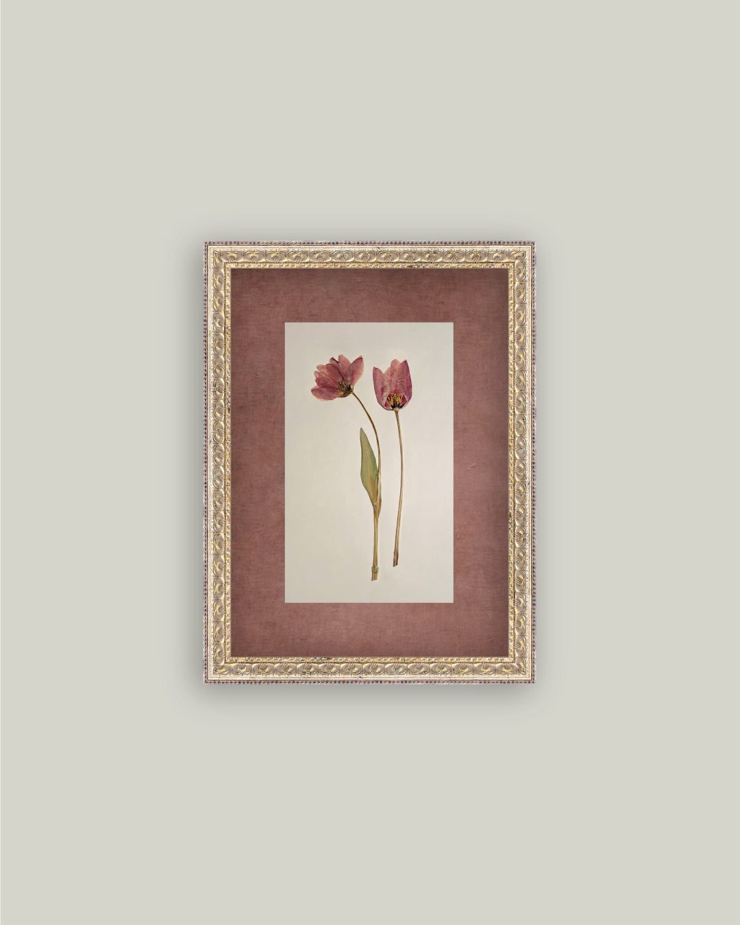 Pressed Tulips