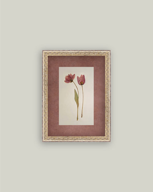 Pressed Tulips