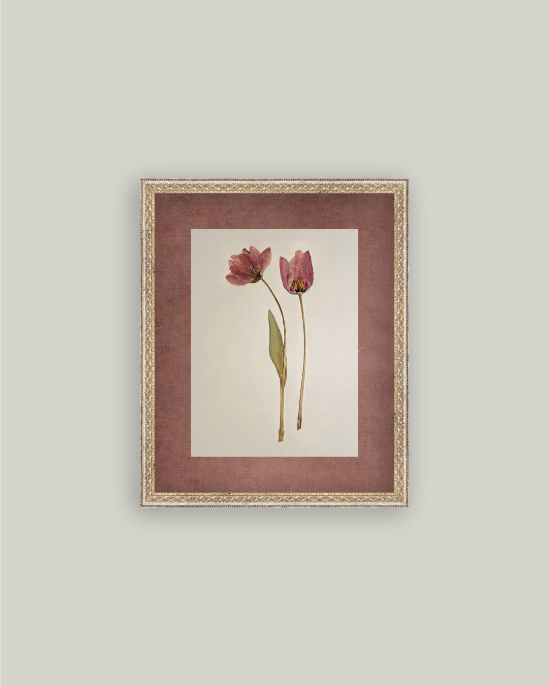 Pressed Tulips