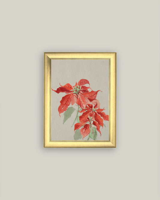 Poinsettia