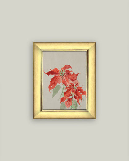 Poinsettia